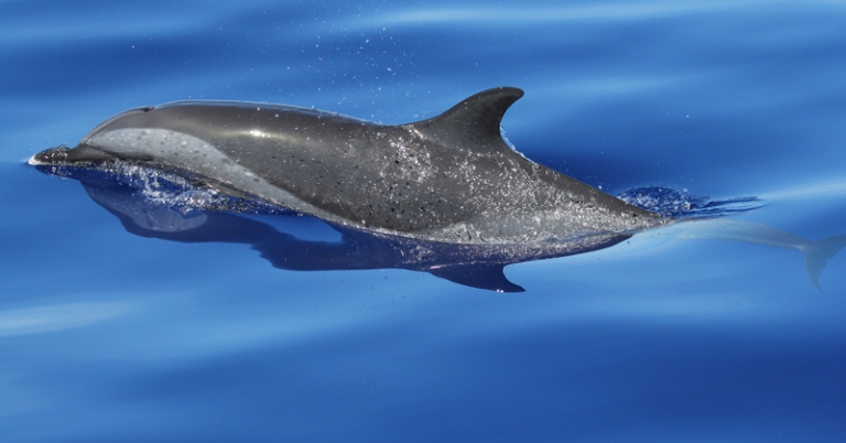 Spotted dolphin
