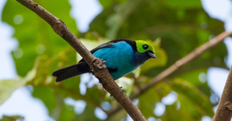 Paradise Tanager