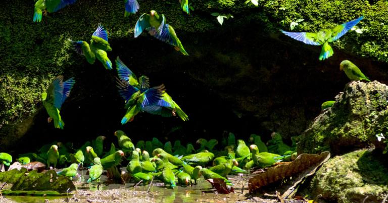 Parakeets at a clay lick near Yasuní