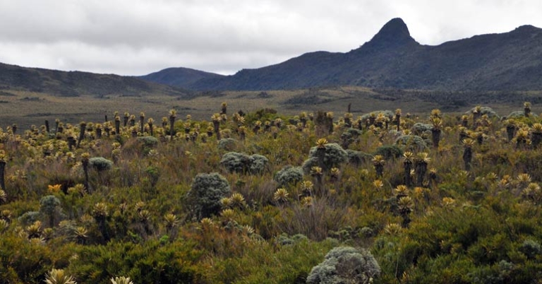 Páramo habitat