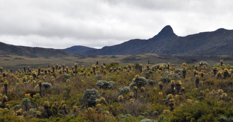  Páramo habitat 