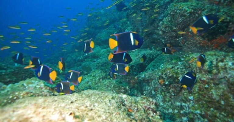 Passer Angelfish
