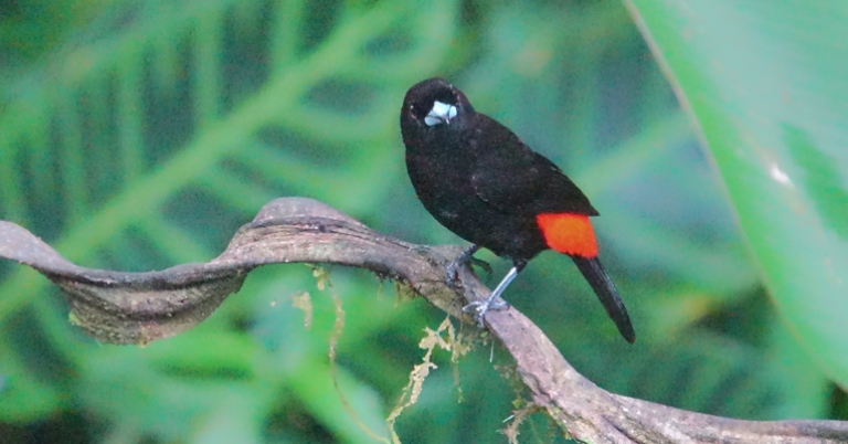 Scarlet-rumped Tanager