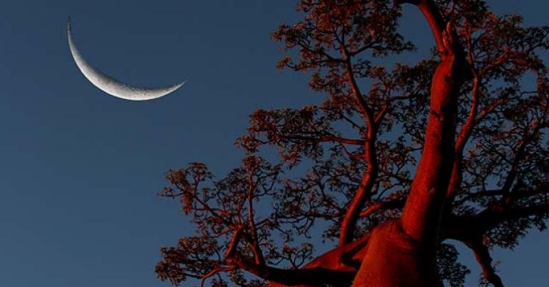 Moon through a baobab tree