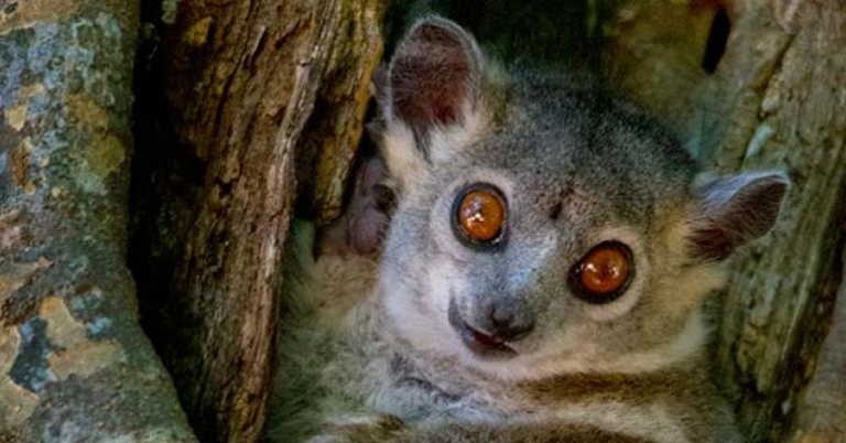 White-footed Sportive Lemur