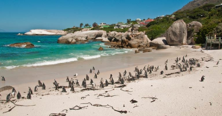 African Penguin Colony at Boulders Beach