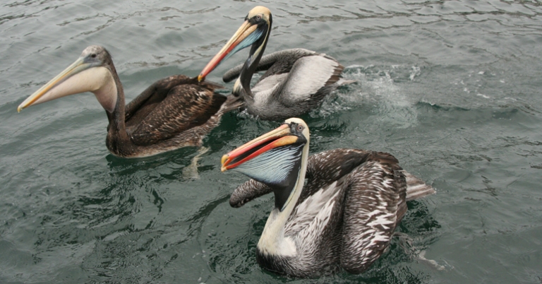 Peruvian Pelicans