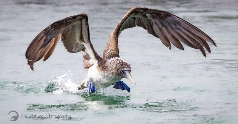 Blue-footed Booby