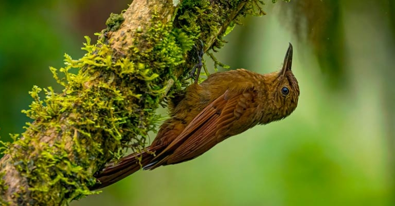 Tyrannine Woodcreeper