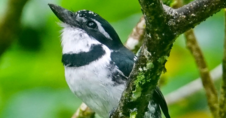 Pied Puffbird