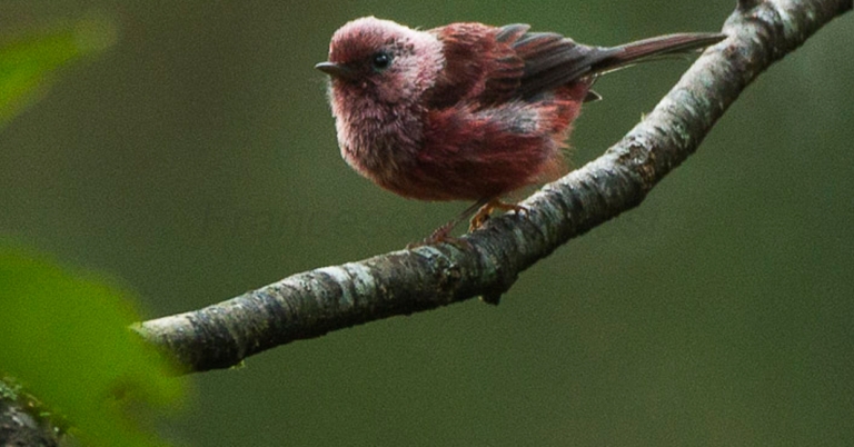 Pink-headed Warbler