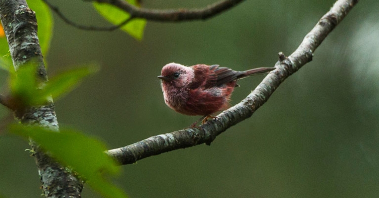 Pink-headed Warbler