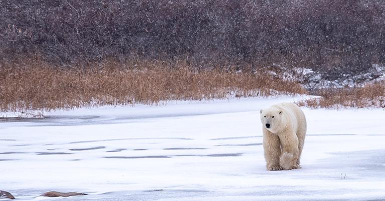 Polar Bear