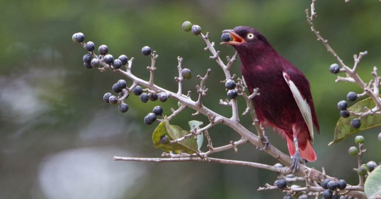 Pompadour Cotinga