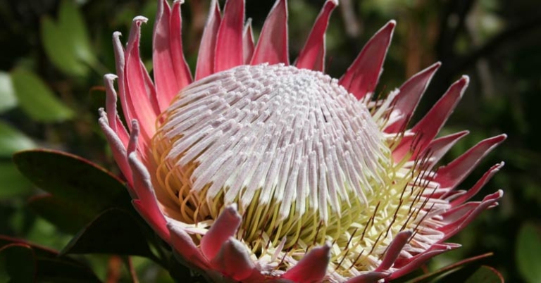 Protea cynatoideds in Stellenbosch Botanical Gardens