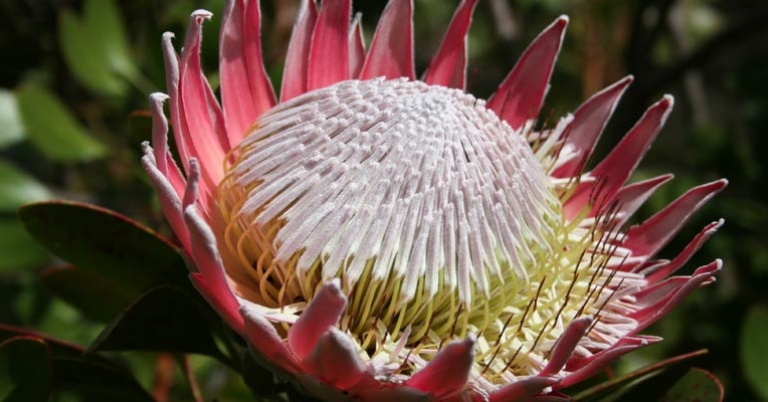 Protea cynaroides at Stellenbosch Botanical Garden