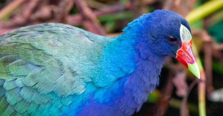 Purple Gallinule