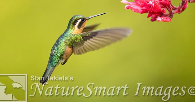 Purple-throated Mountain-gem