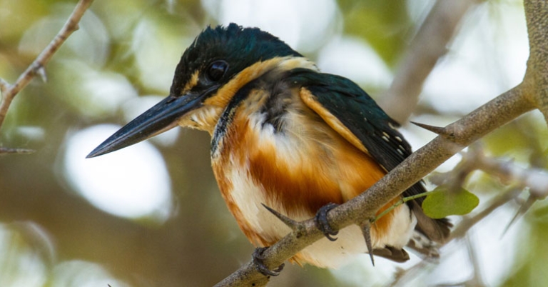 Pygmy Kingfisher