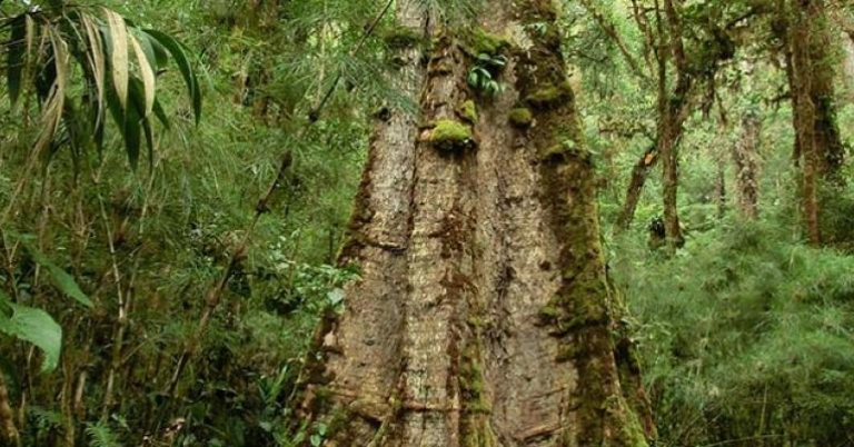 The Quercus bumelioides tree, native to the area, seen on the Robles Trail at Savegre Lodge