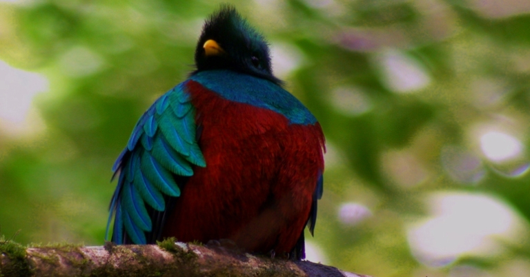 Resplendent Quetzal
