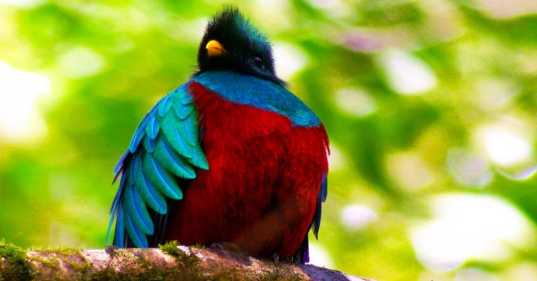 Resplendent quetzal
