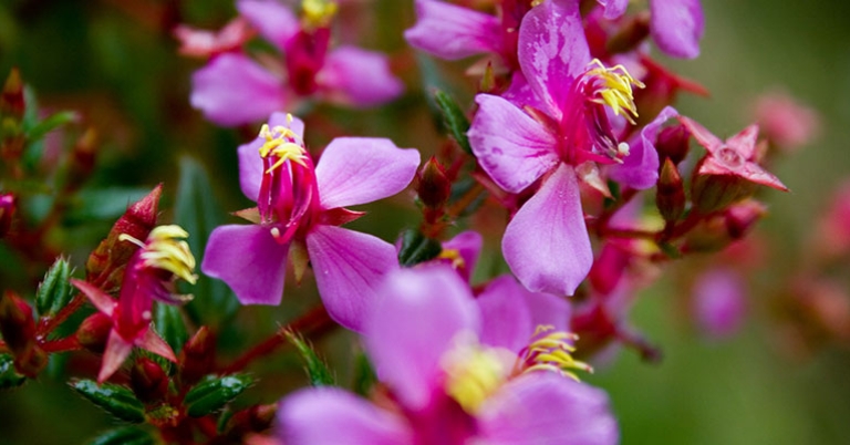 Quito Botanical Garden