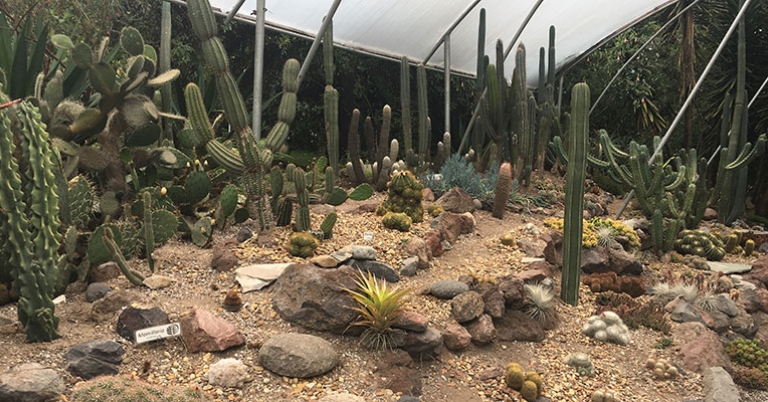 Quito Botanical Garden cactus collection