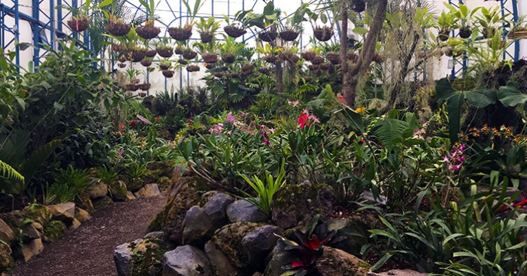 Quito Botanical Garden orchid house