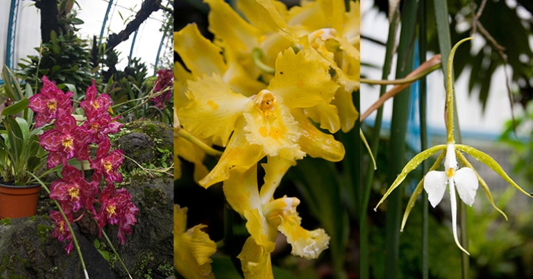 Quito Botanical Garden orchids