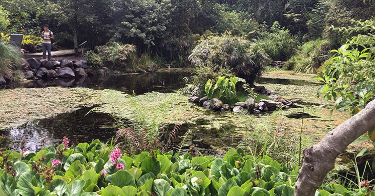Quito Botanical Garden pond
