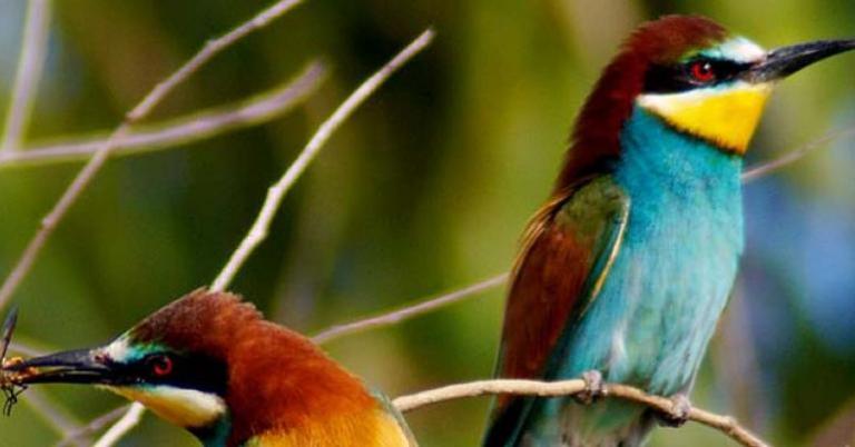 Bee-eater
