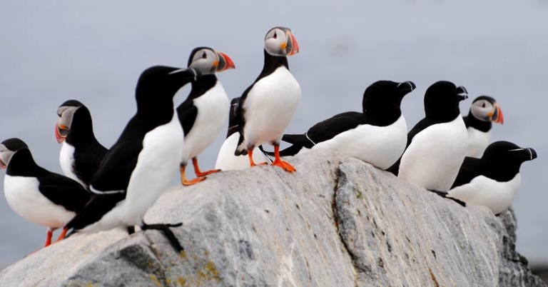 Razorbills and Atlantic Puffins