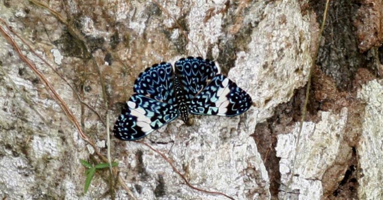 Red Cracker butterfly