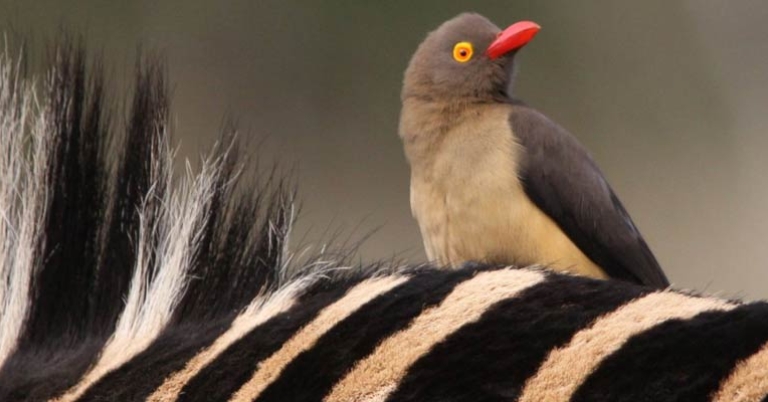 Red-billed Oxpecker on a zebra 