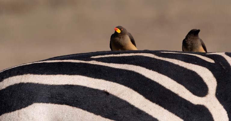 Red-billed Oxpeckers on a zebra