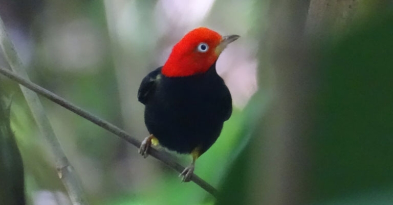Red-capped Manakin