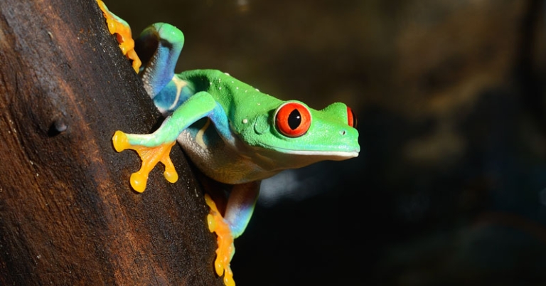 Red-eyed tree frog