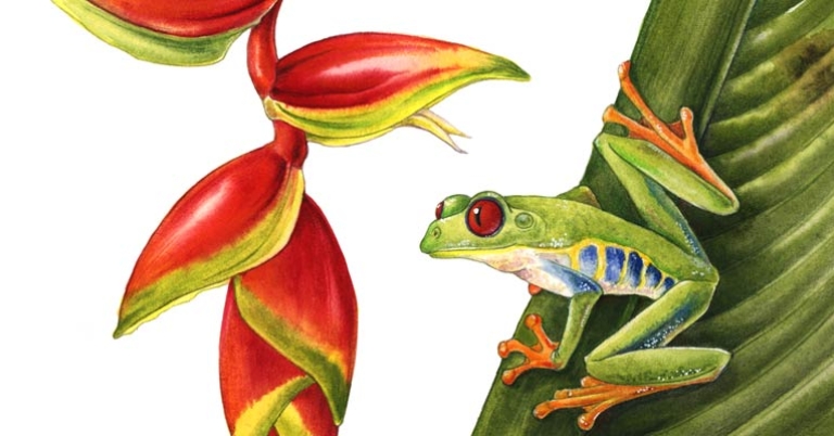 Red-eyed tree frog