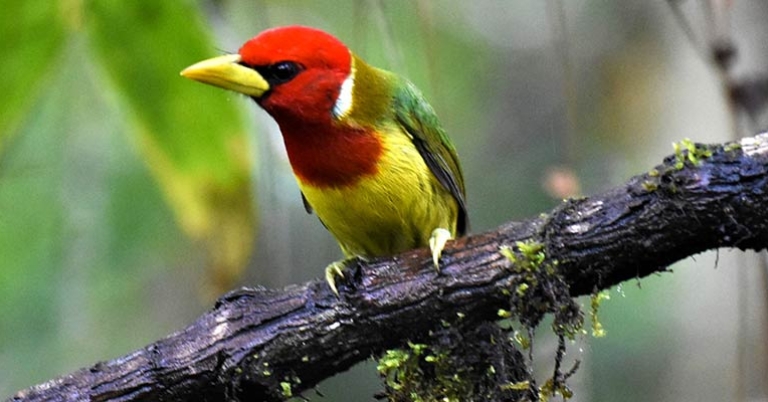 Red-headed Barbet