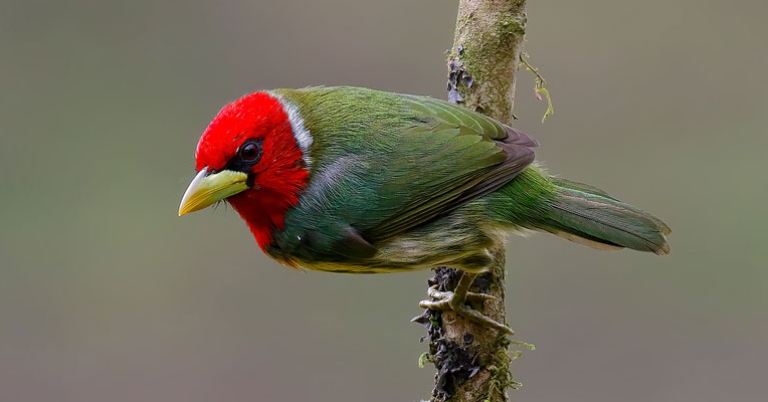 Red-headed Barbet
