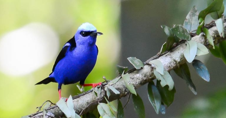 Red-legged Honeycreeper
