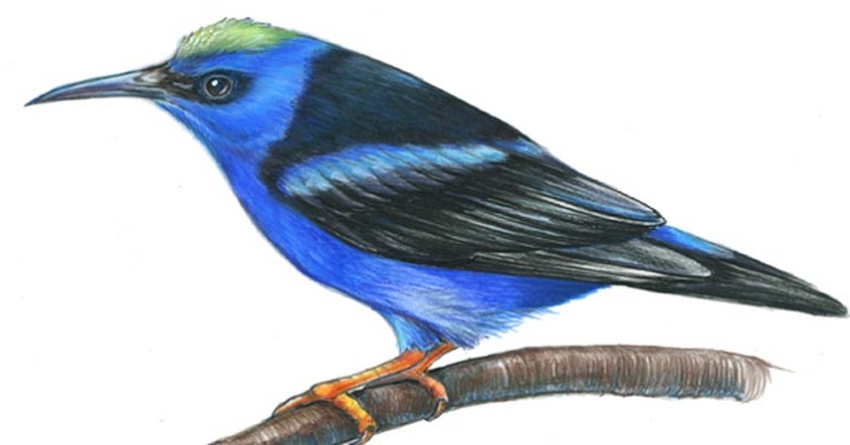 Red-legged Honeycreeper