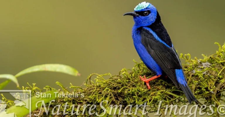 Red-legged Honeycreeper