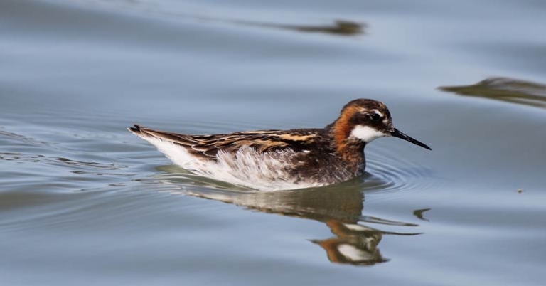 Red-necked Phalarope