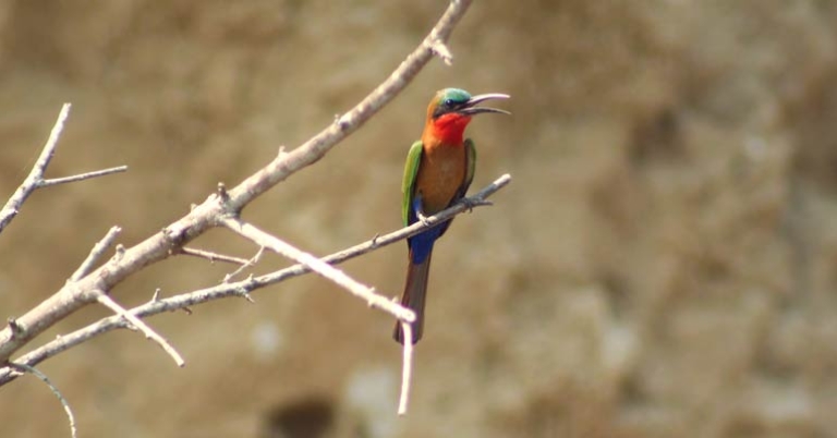 Red-throated Bee-eater