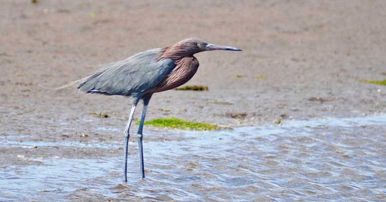 Reddish Egret