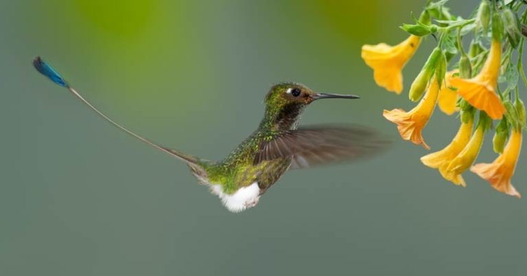 Booted Racket-tail