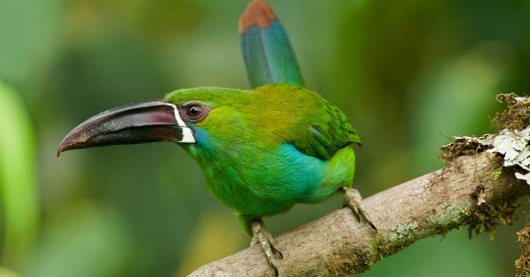 Crimson-rumped Toucanet