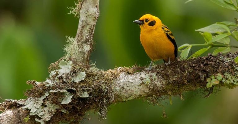 Golden Tanager